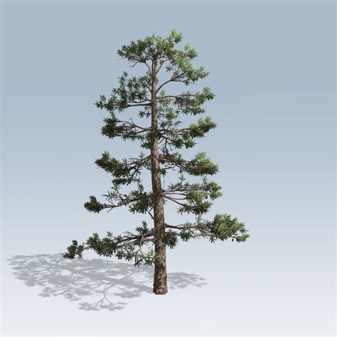 Huangshan Pine (VFX) – SpeedTree Store