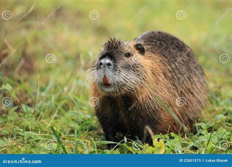 River rat stock image. Image of animal, nutria, myocastor - 22651573