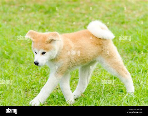 Una Vista De Perfil De Un Joven Hermoso Blanco Y Rojo Akita Inu