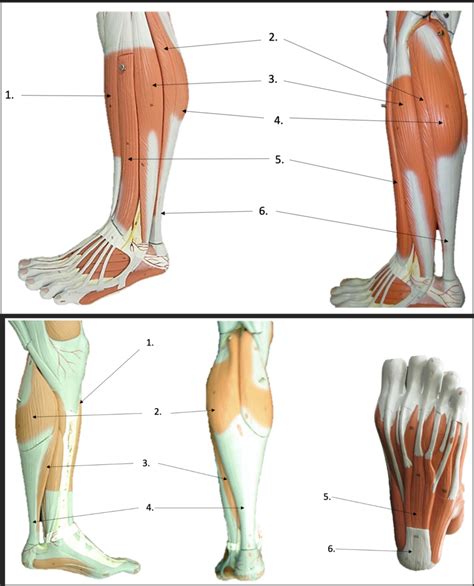 Lab Practical #3: Muscles of calf, ankle and foot Diagram | Quizlet