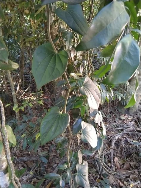 Australian Pepper Vine From Cooloola Qld Australia On October