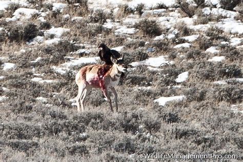 Golden eagle attacking a pronghorn antelope : r/natureismetal