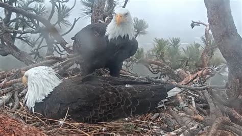 Big Bear bald eagle baby dies as it began to hatch | KTLA