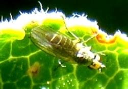 Leaf Miner Fly Phytomyza BugGuide Net