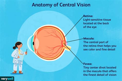 What Is Central Vision