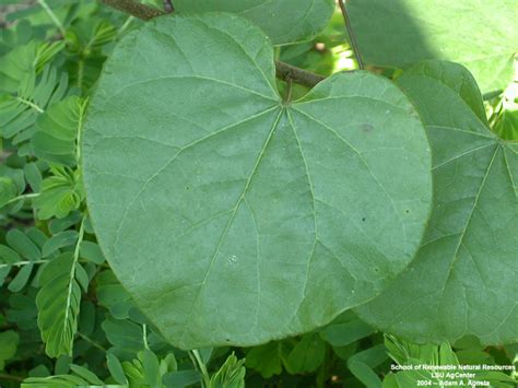 Louisiana Plant ID | Cercis canadensis (eastern redbud)