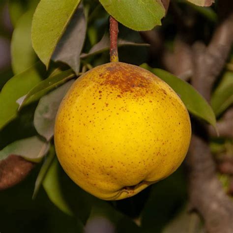 Orient Pear Tree Gurneys Seed And Nursery Co