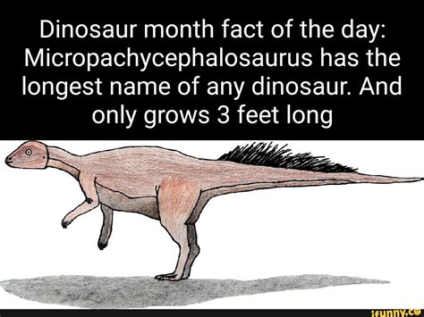 Micropachycephalosaurus