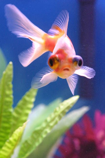 Telescope Eye Goldfish Tips And Characteristics