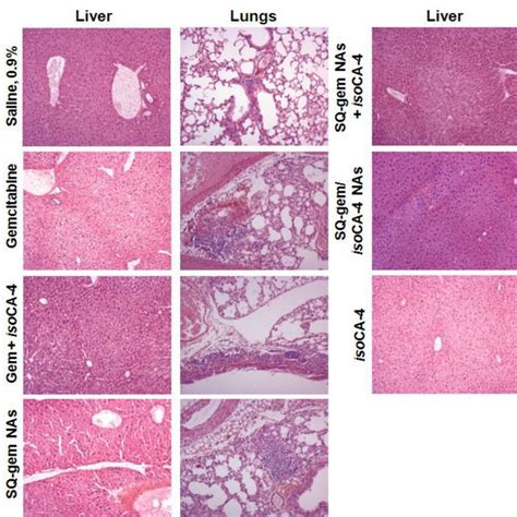 Figure S Histology Of Small Intestine Tissue In Nude Mice
