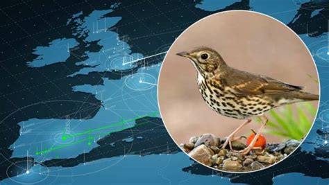 Por dónde entran los zorzales a España y de dónde vienen los que cazamos