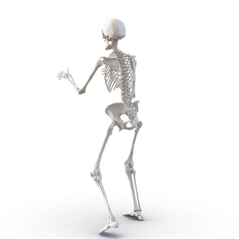 Human Skeletons Rigged Collection D Model Max Free D