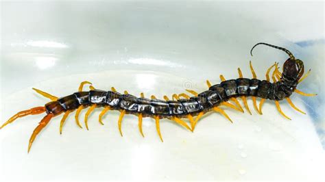 Centipede Close Up Stock Image Image Of Background 104536889