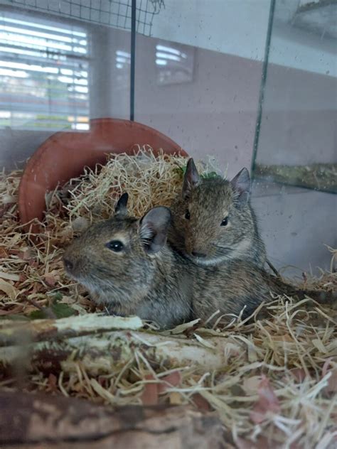 Degus Suchen Ein Neues Zuhause Degu Schweiz