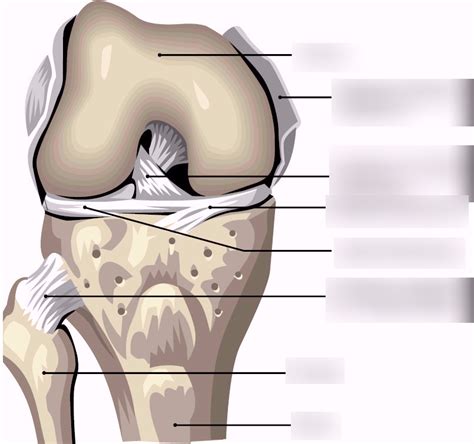 Diagram Of Synovial Knee Joint Quizlet