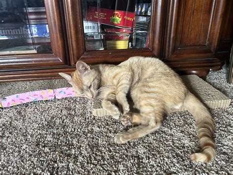 UPDATE ON ORANGE CAT WITH INJURED PAW!!! : r/catcare