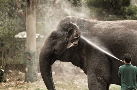 Auxiliar de Veterinária Animais Exóticos e Zoológicos