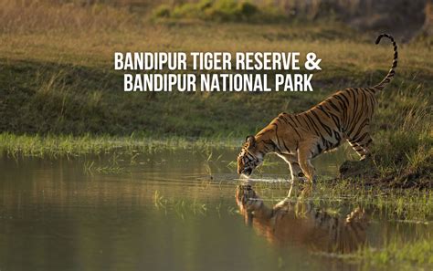 Bandipur National Park Tour | Banbanjara