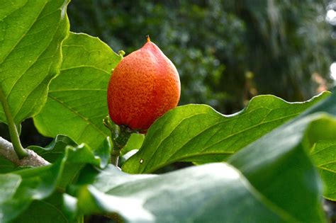 Helen A. Lockey: Peanut Butter Fruit Tree In South Florida