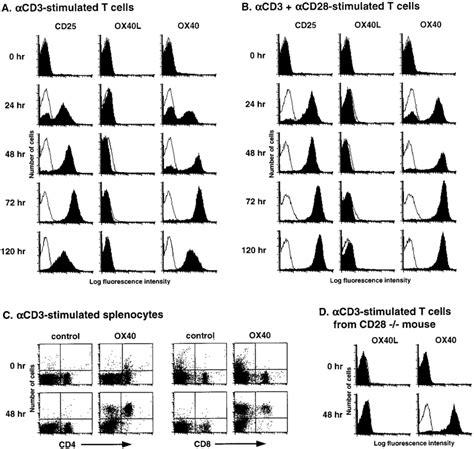 Expression Of Ox40 And Ox40l On Activated T Cells Splenic T Cells 3