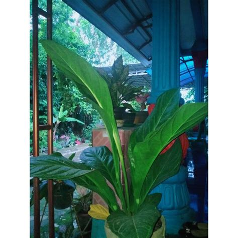 Jual Anthurium Jemani Cobra Shopee Indonesia