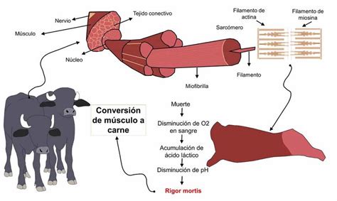 Fases Para La Transformaci N De M Sculo A Carne Los B Falos De Agua