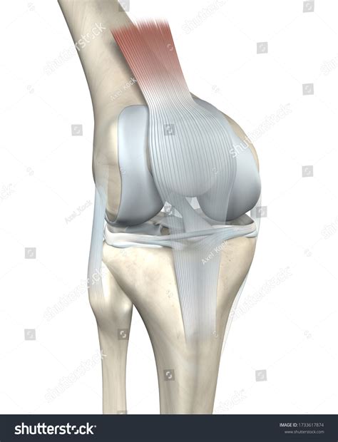 3d Illustration Showing Anatomy Knee Joint Stock Illustration