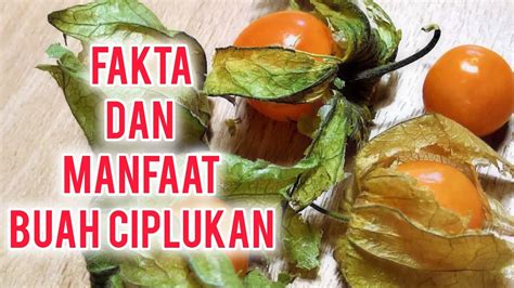 10 FAKTA MENARIK DAN MANFAAT BUAH CIPLUKAN UNTUK KESEHATAN YouTube