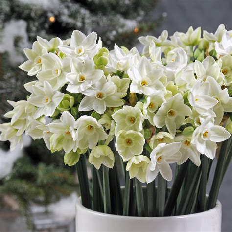What Are Paperwhite Bulbs at Tiffany Strickland blog