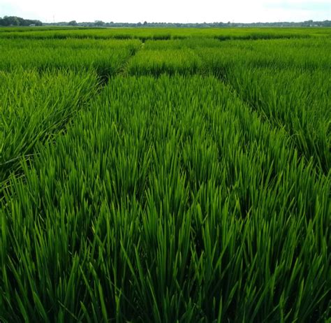 13 The Art And Science Of Rice Breeding The Rice Stuff