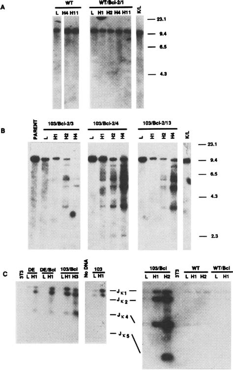 Figure 2 from An active v-abl protein tyrosine kinase blocks ...