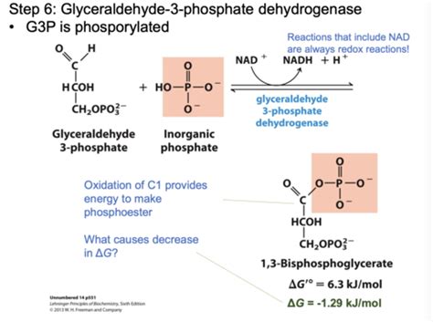 Chem 330 Lecture 21b Flashcards Quizlet