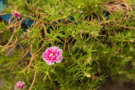 Portulaca Grandiflora A K A Rose Moss Eleven O Clock Mexican Rose