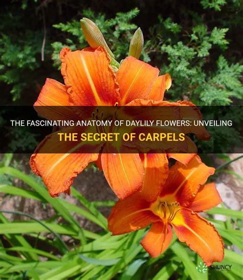 The Fascinating Anatomy Of Daylily Flowers Unveiling The Secret Of Carpels Shuncy