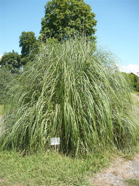 Бородач растение (60 фото) » НА ДАЧЕ ФОТО