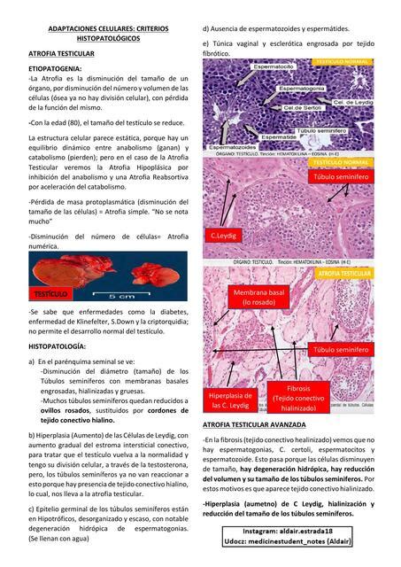 Adaptaciones Celulares Criterios Histopatol Gicos Medicinestudent