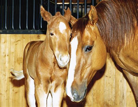 Horse Gestation Calendar - Lanae Lolita