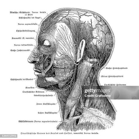 Nerve Cells Drawing Photos And Premium High Res Pictures Getty Images