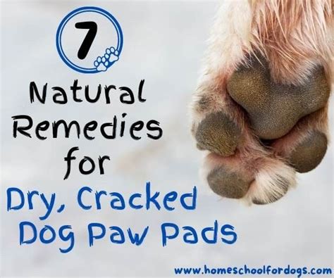 7 Natural Remedies For Dry Cracked Dog Paw Pads Puppy Pads Dog Pads