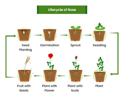 Rose Growing Guide Care Maintenance Homegrown Outlet