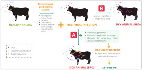 Viruses Free Full Text Influenza D Virus A Review And Update Of Its Role In Bovine