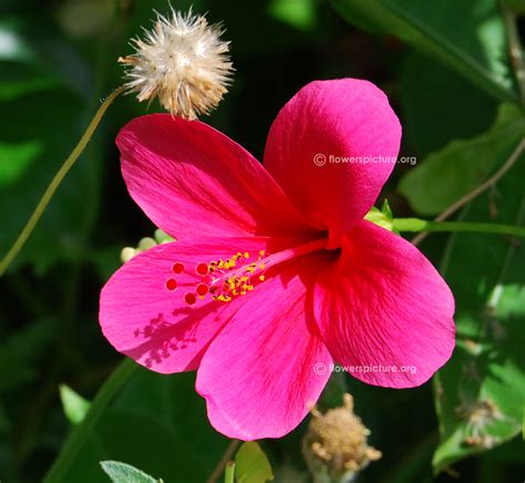 Hibiscus Flower Varieties