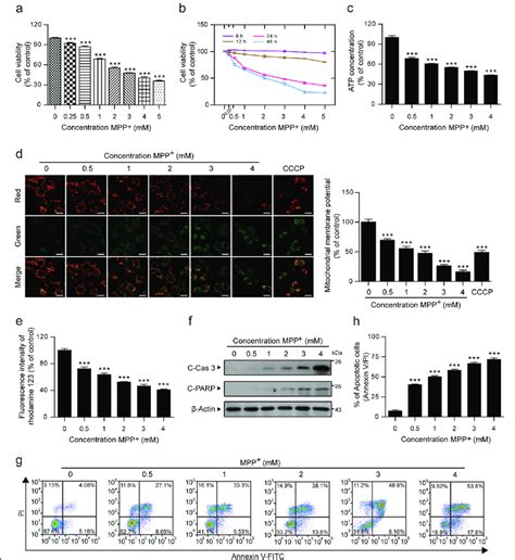 Mpp Induces Mitochondria Dependent Apoptosis In Pc12 Cells Pc12