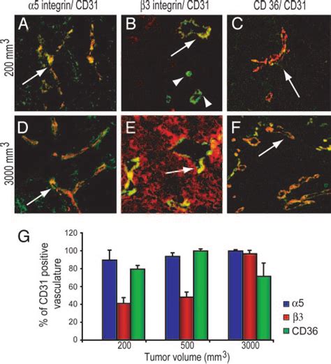 Double Staining Of Cd31 And The Receptors For Endostatin Tumstatin Download Scientific