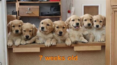 2014 Golden Retriever Puppies 7 Weeks Old Youtube