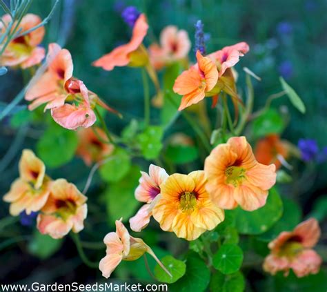 Tropaeolum Majus Var