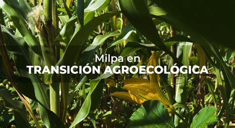 Aprender Acerca Imagen Milpa De Elote Abzlocal Mx