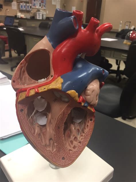 Aandp Practical 2 Heart Diagram Quizlet