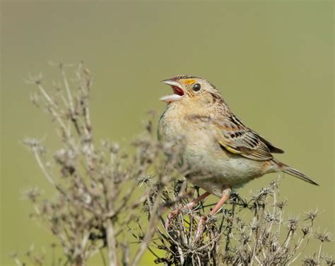 GrasshopperSparrowp