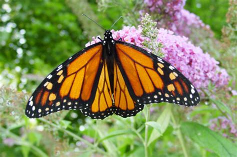 Monarch Munchies Ucsc Science Notes